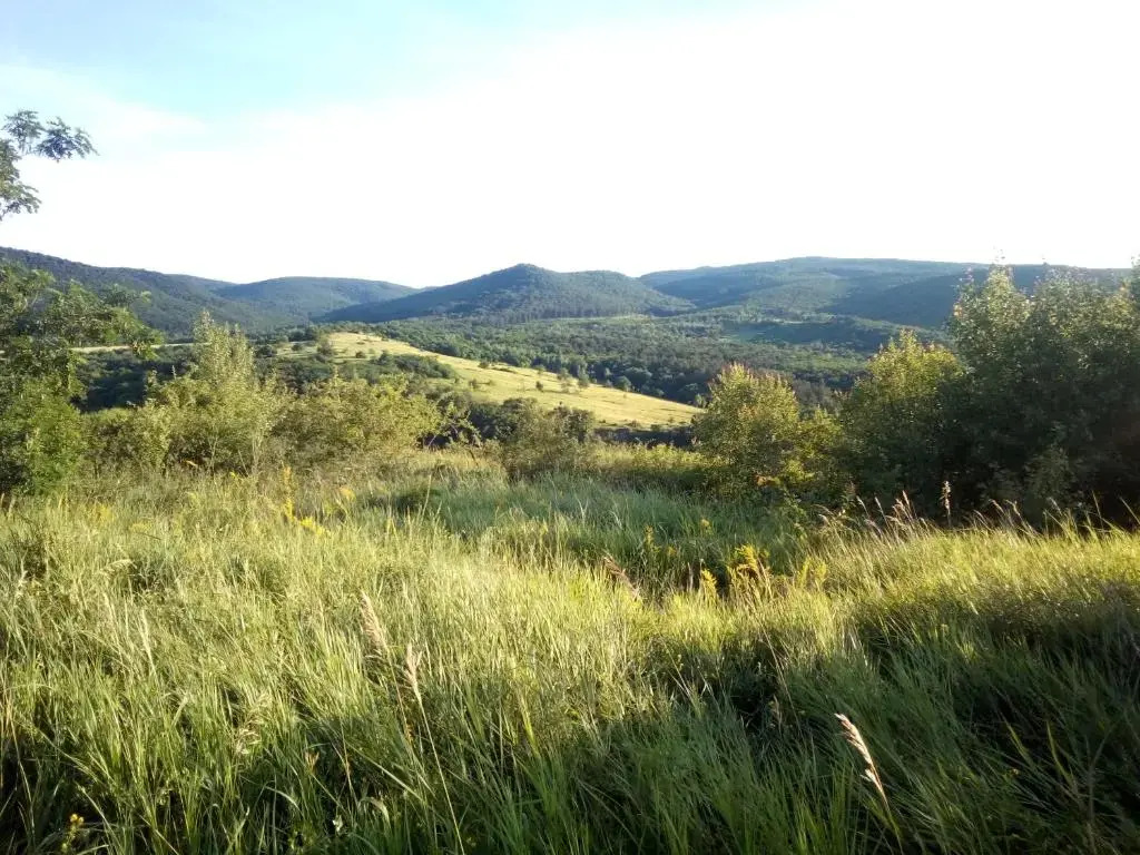 Füveskert
