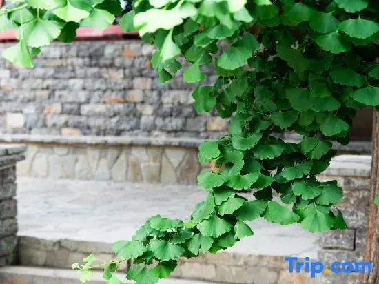 Two Ginkgo Trees · Old House Courtyard Homestay (Tianjin Jizhou Xijingyu)