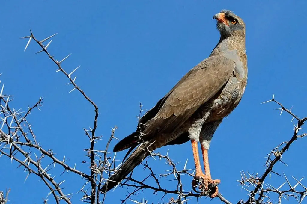 Shamwari Sindile