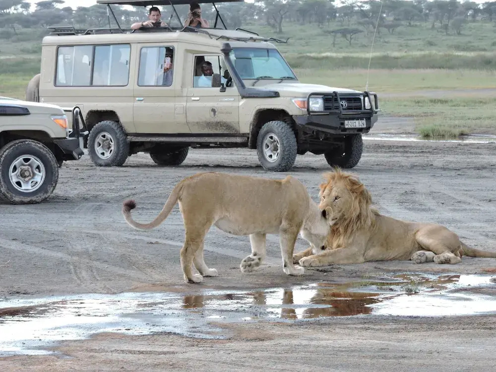 Stc.Safari lodge