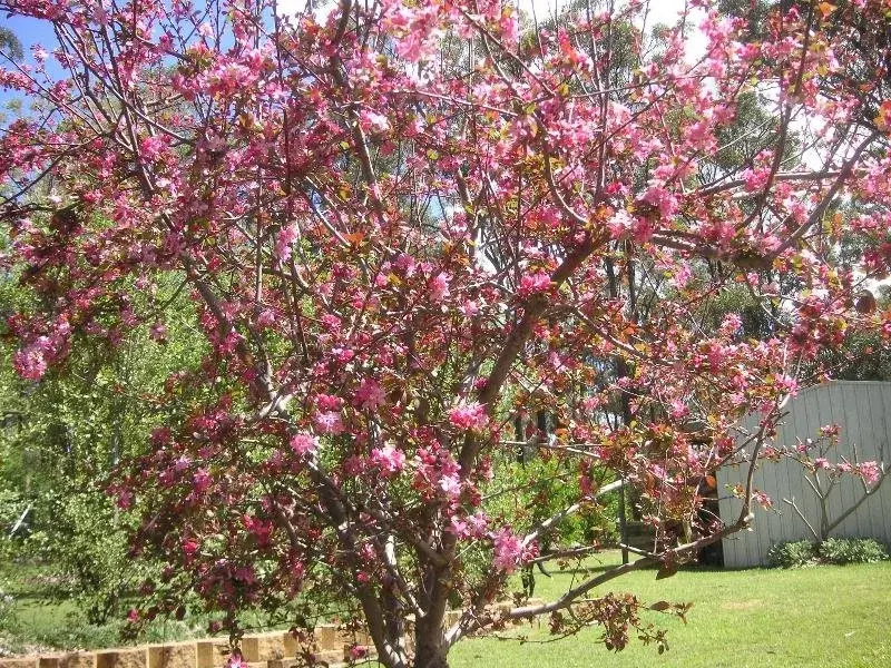Rosedale Bed and Breakfast