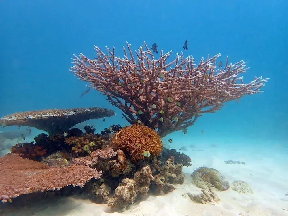 Teouma Reef Resort