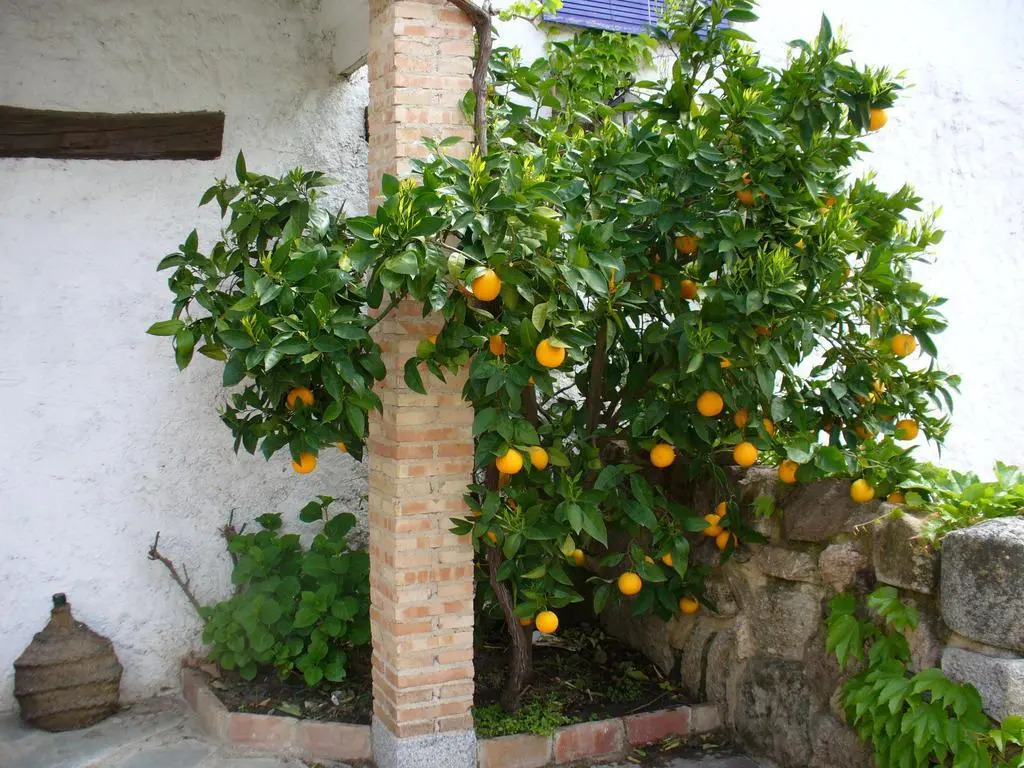 Hotel Labranza