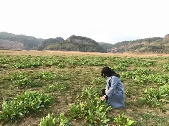 Taining Luxiang Nanhui Hotel (Jinhu Prairie)