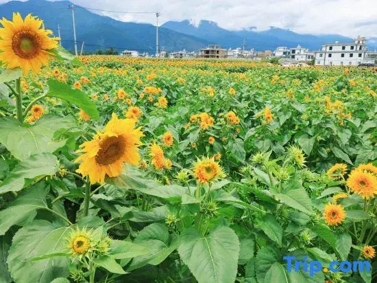 Yunqi·Dali | Parent-Child•Garden•Mountain View Hotel (Erhai S Bay Ecological Corridor Branch)