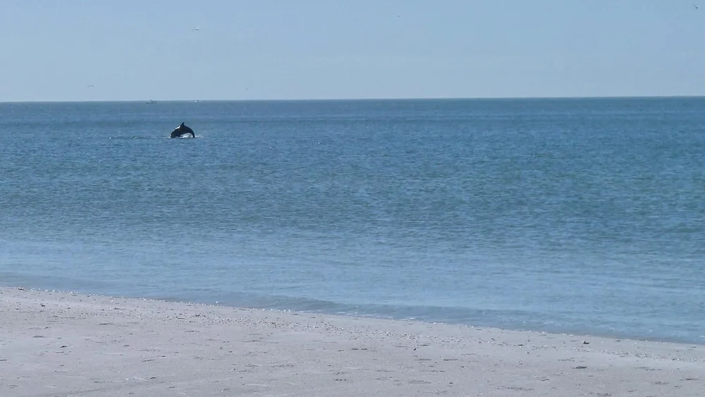 The Cottages at Madeira Beach/sea Turtle