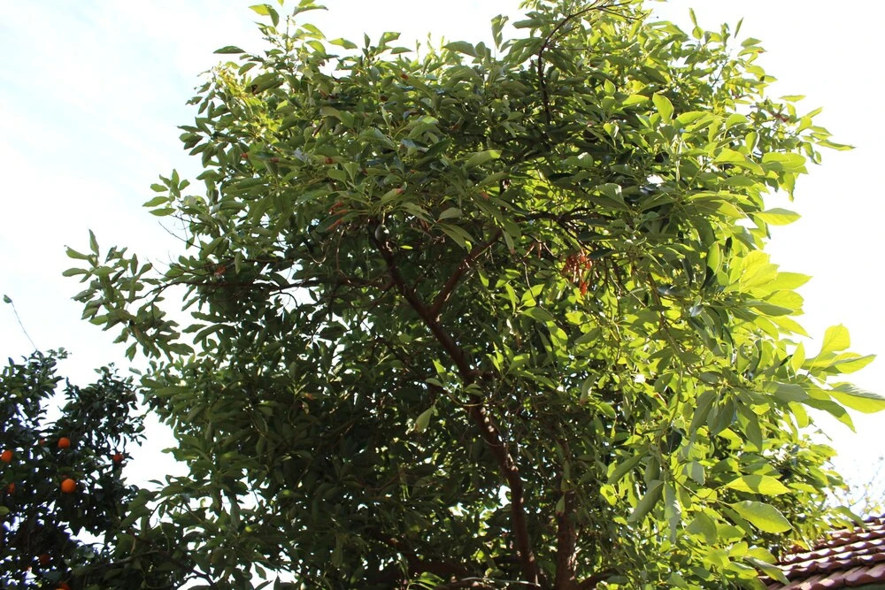 Havens