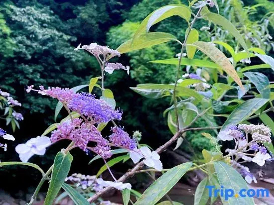 Qingcheng Mountain Yujian Forest Private Soup Homestay