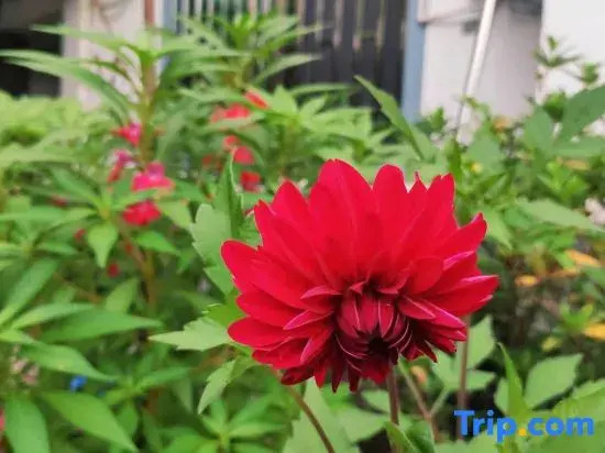 Xingxingyu Qixi Flower Garden