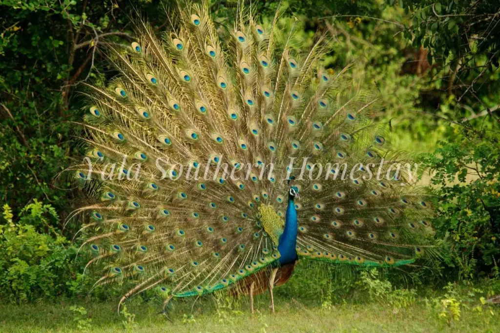 Yala Southern Homestay