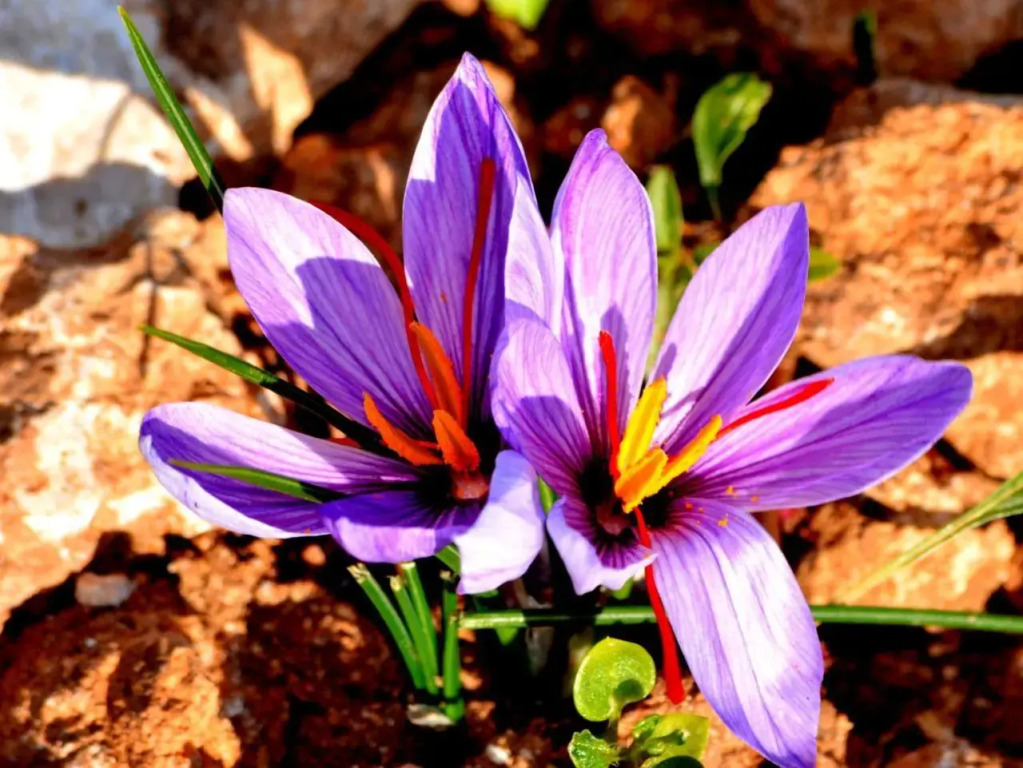 Agriturismo SIncante Sinis