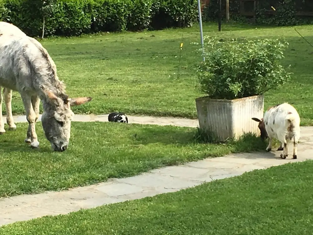 Il Trattore