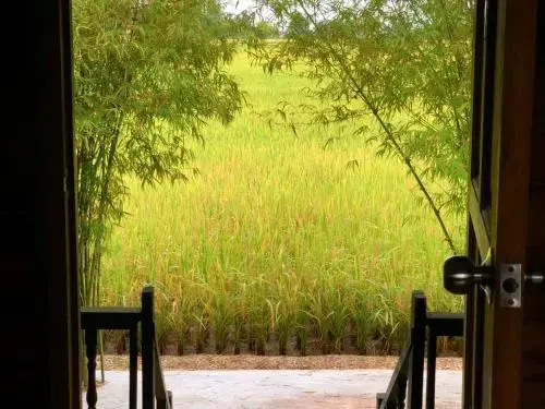 Eat-Sleep-Paddy-Repeat! Country Luxury @ Dorani