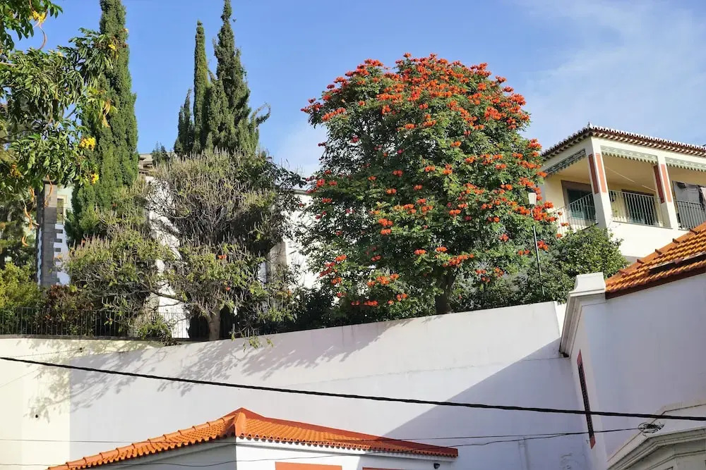 Your Home in Madeira II