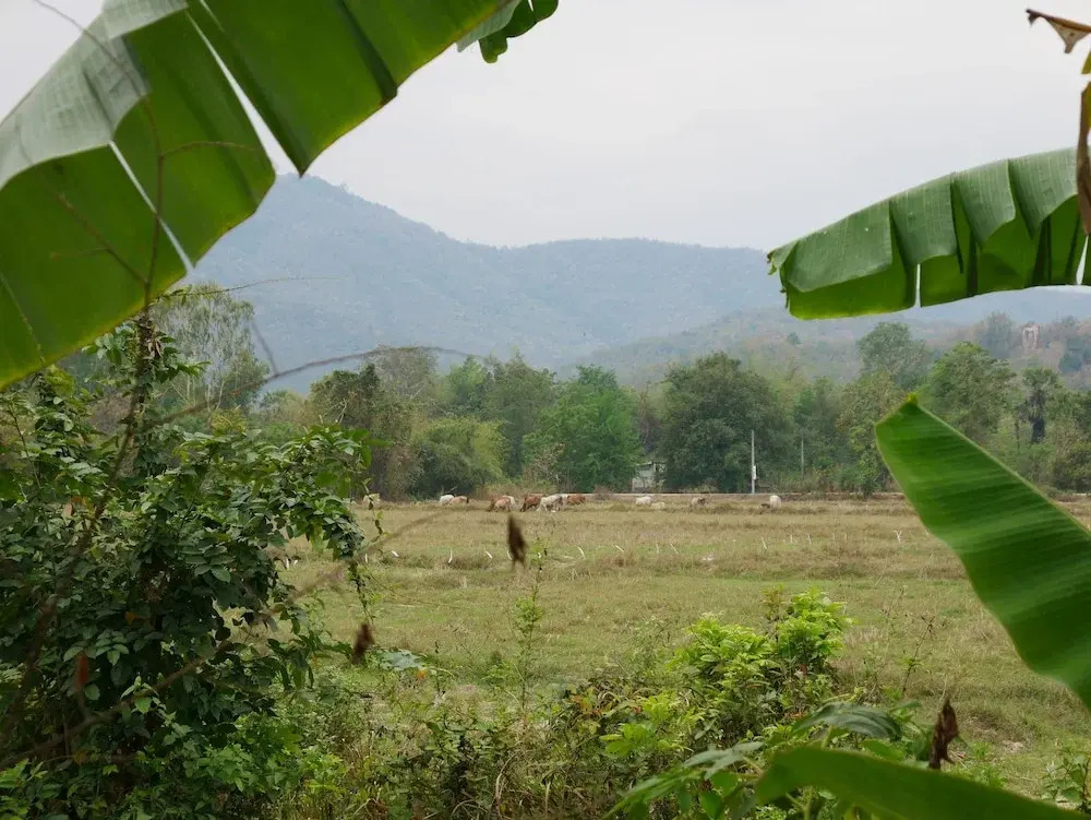 Doi Fah Homestay