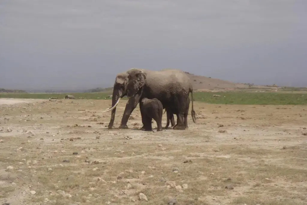 Enchoro Wildlife Camp