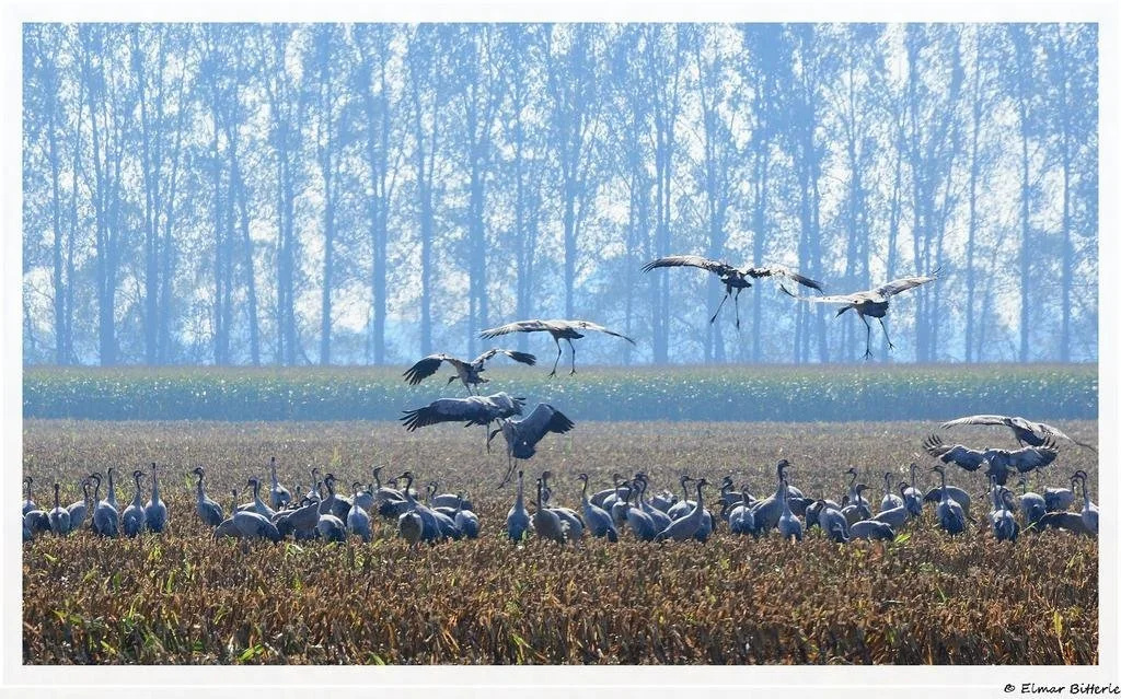 Landpension Adebar