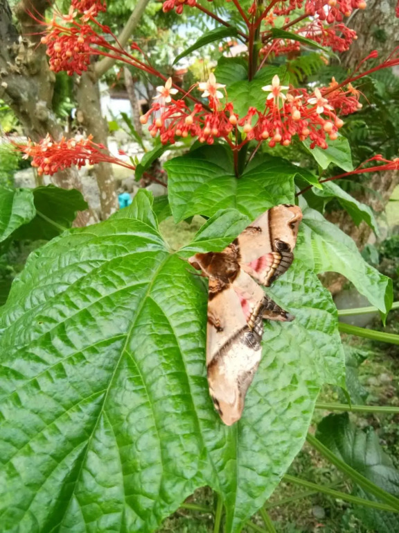 Lucky Bamboo-Bukit Lawang-Bungalows-Restaurant,Direct On The Jungle Border and Jungle Trekking Tours
