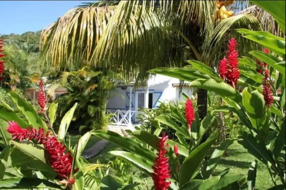 Fleurs des Iles