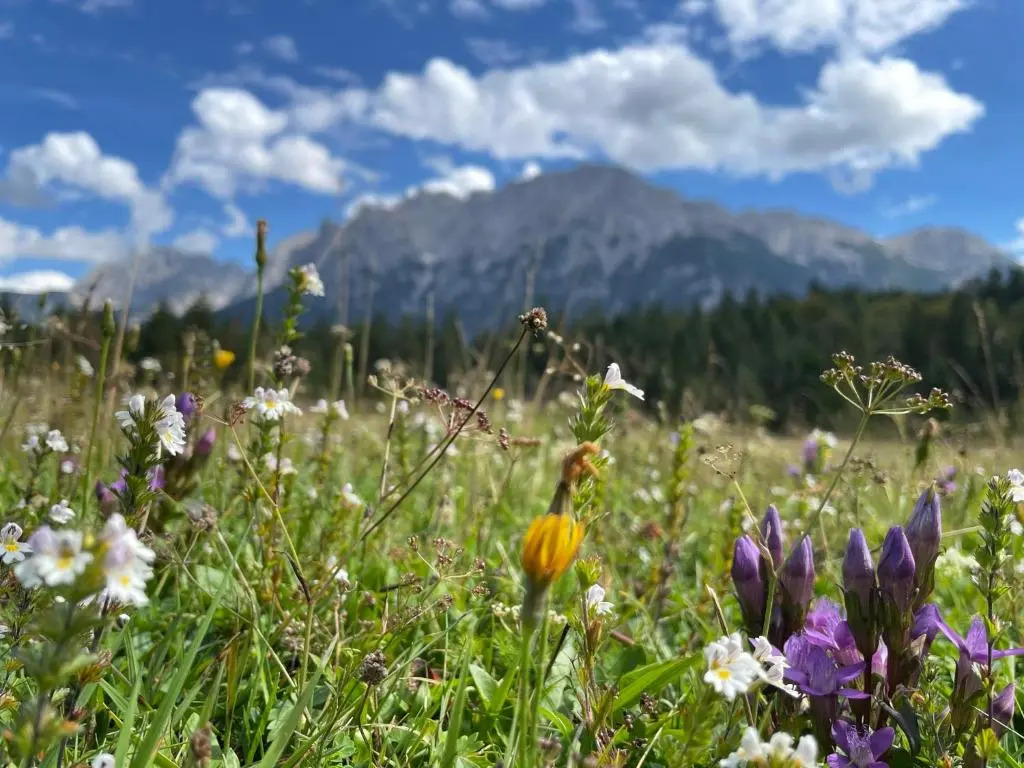 Suite Home Mittenwald