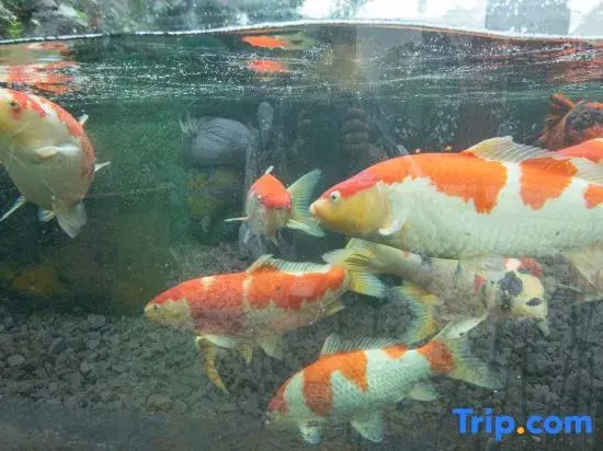 Weixi Homestay (Mangshi Square)