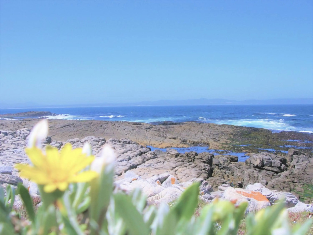 Hermanus Whale View