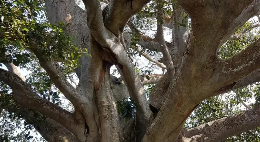 Banyan Grove