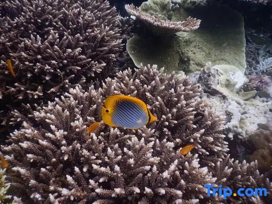 Cozzy Raja Ampat Blue Sea