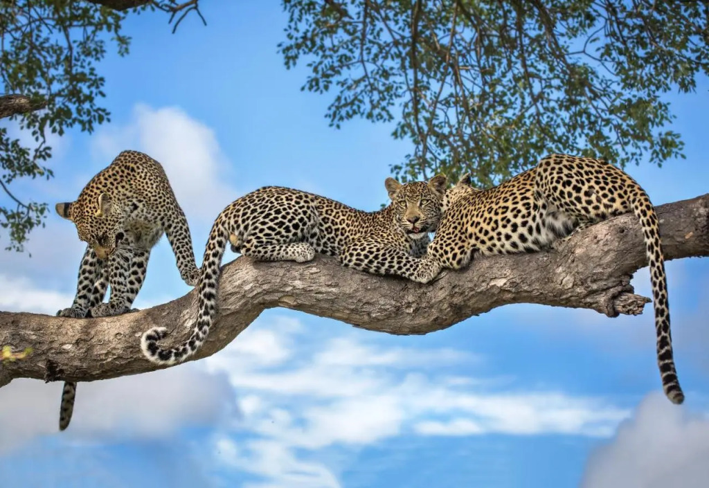 Motswari Private Game Reserve Resort by NEWMARK