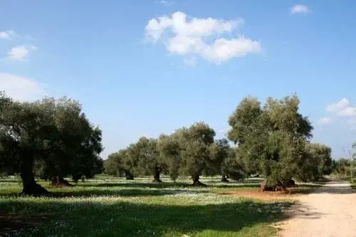 Masseria Montalbano