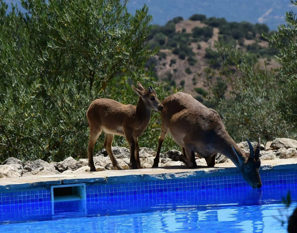 Casas Rurales Los Algarrobales