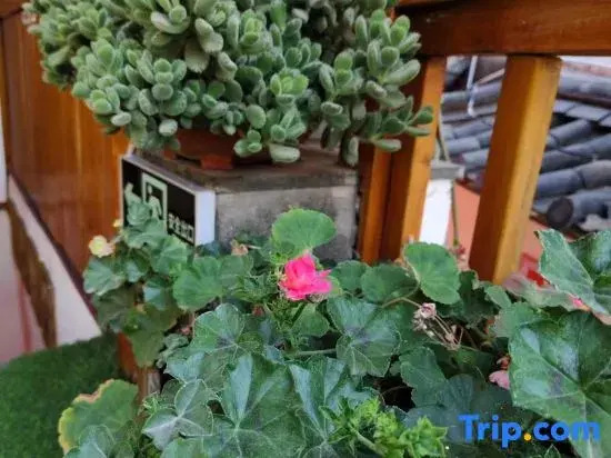 Xingxing Suxu · Snow Mountain Scenic Beauty Stay (The Old Town of Lijiang)
