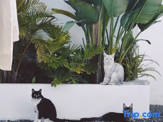 Dali Bagu Homestay (Xizhou)