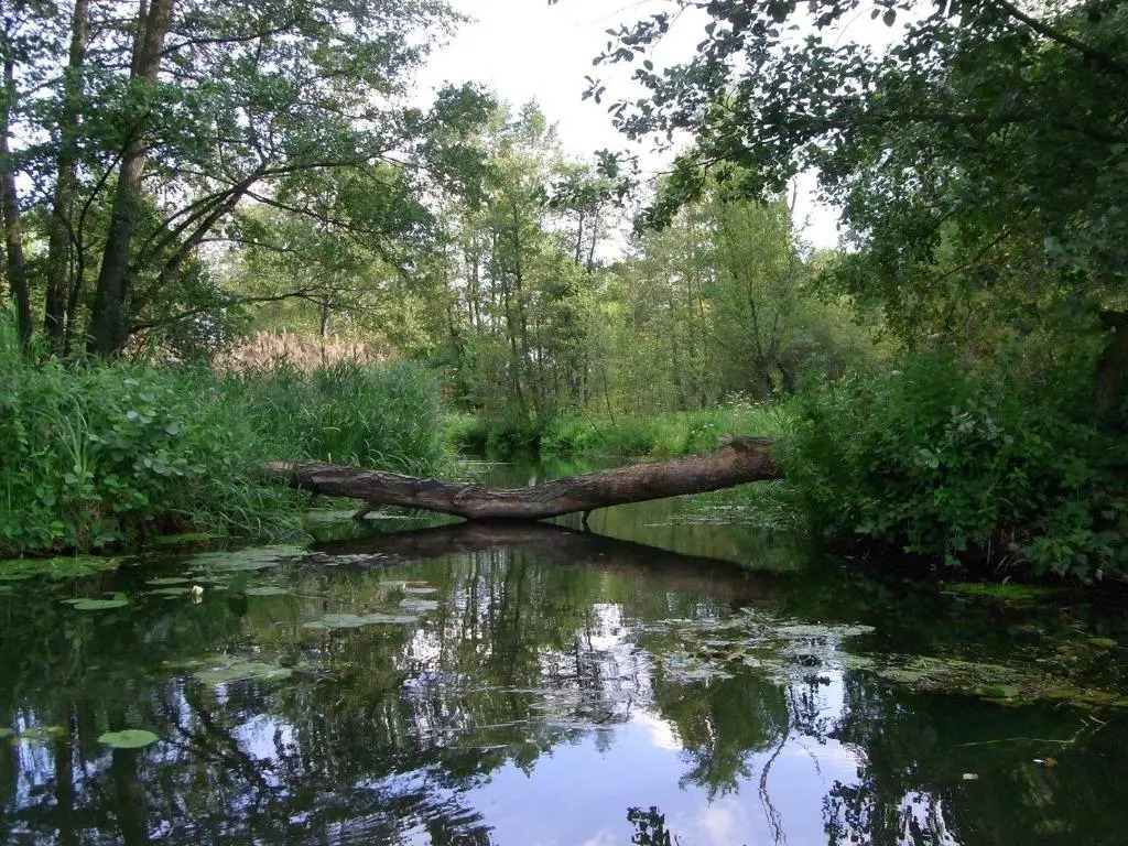 bluming inn - Ferienwohnung im Spreewald