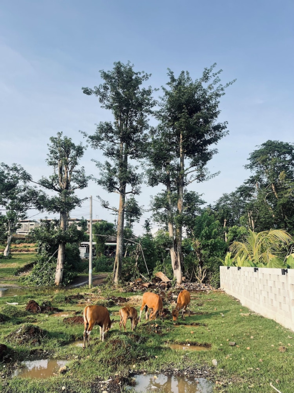 Satria Bali Homestay