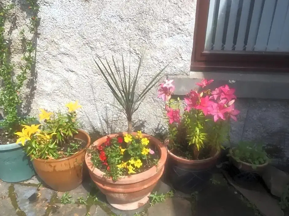 Applegrove B&B