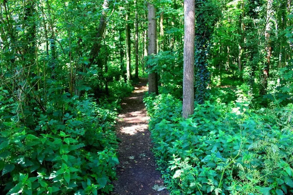 Zoomers aan het Bos