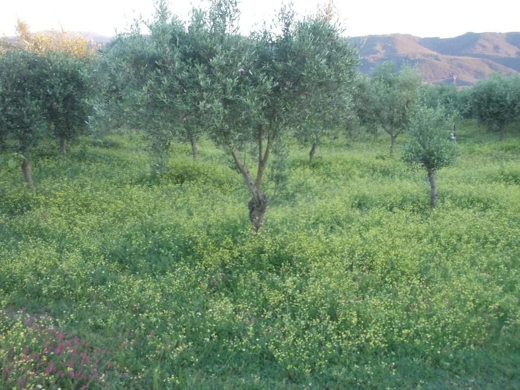 Uliveto Garden