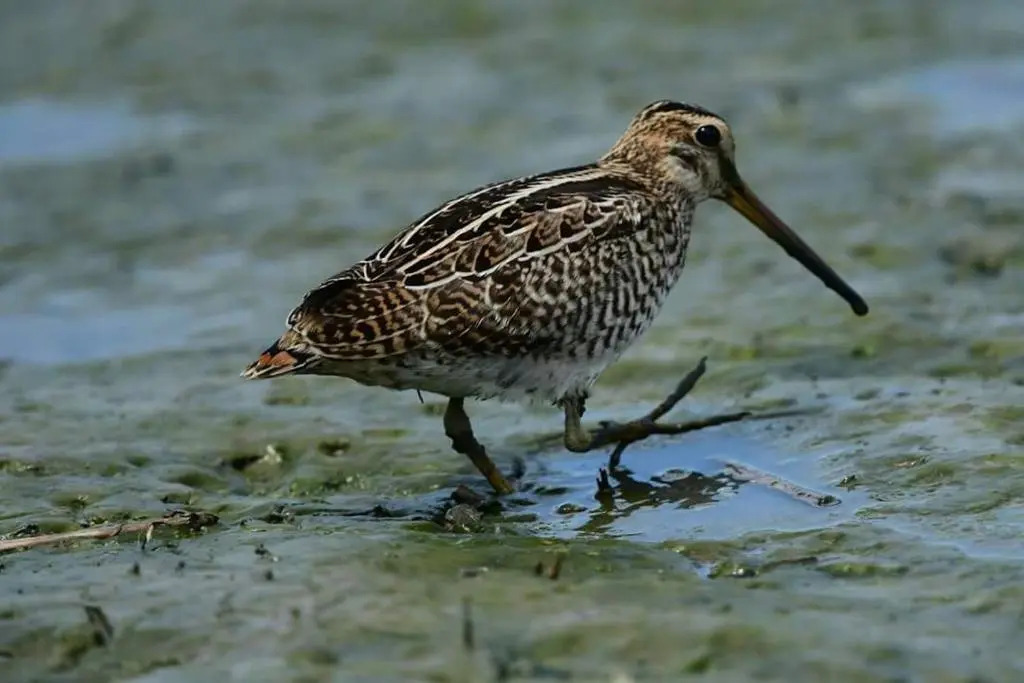 Water Bird Family