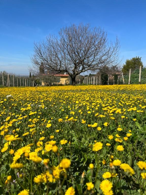 La terrazza sul ciliegio