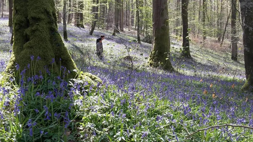 Les Hirondelles