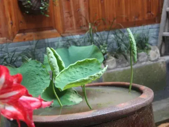 Xiangyunge Country Homestay