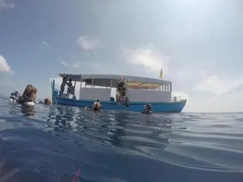 Island Host