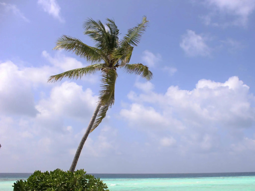 Pandanus Villa