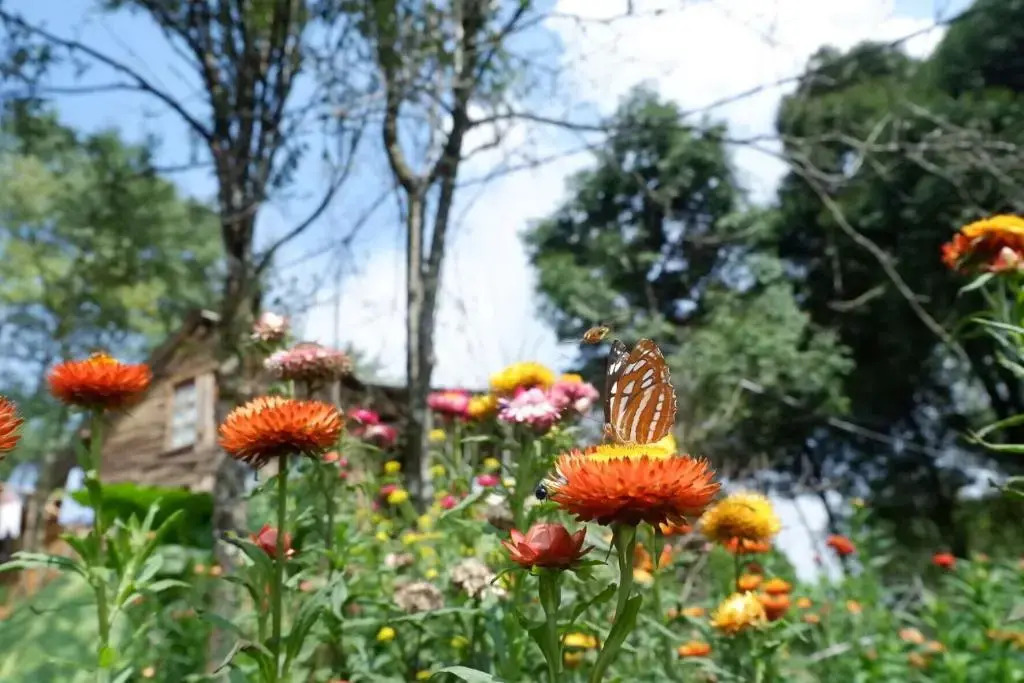 Sapa Jungle Homestay