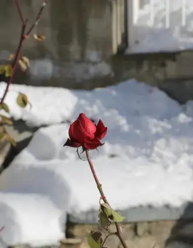 Rose Apartement