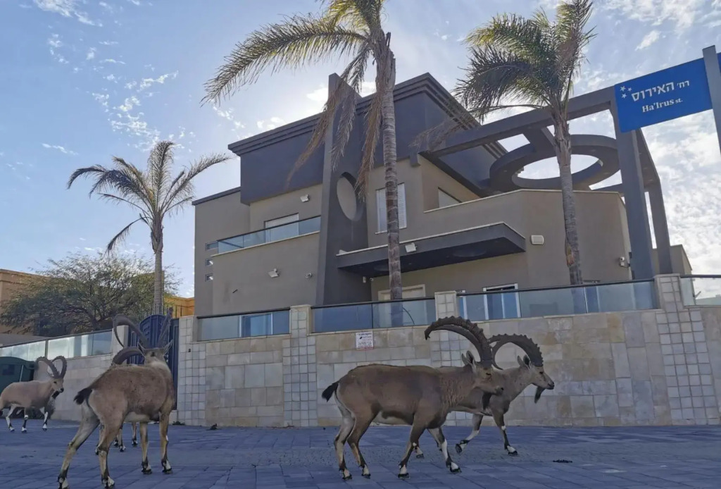 Villa Tzukim Mitzpe Ramon