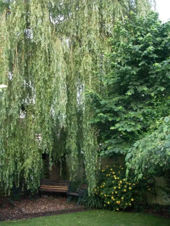 The Willow