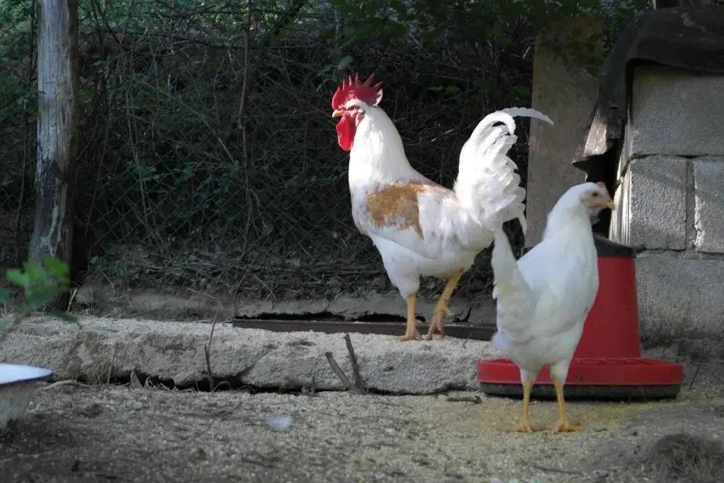 Agridomus il Mulino