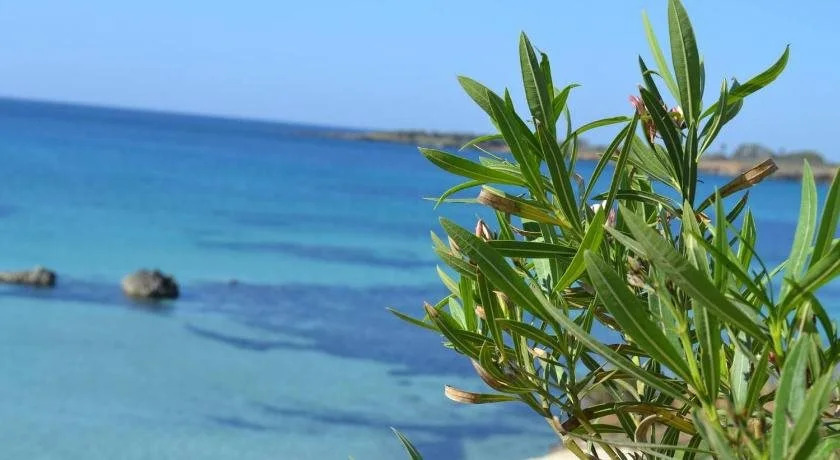 B&B Arenile